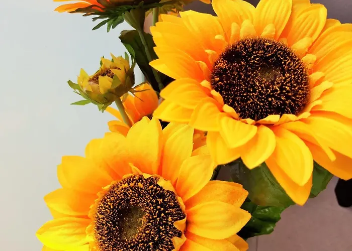 Sunset Spot Fuerteventura Premium Ii Corralejo